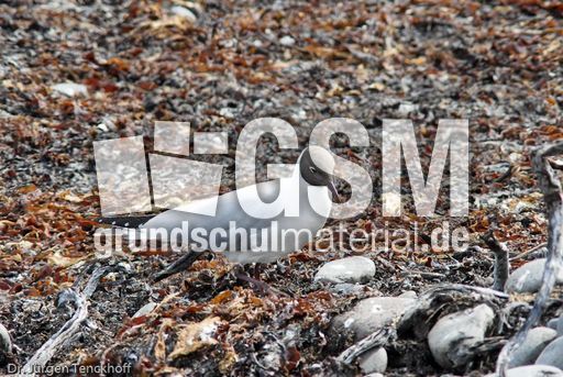 Lachmöve (3 von 3).jpg